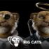 NFT Spotlight: Big Cats NFT, it’s Got Some Big Some Great Artists Bringing Cats to Life in the Metaverse
